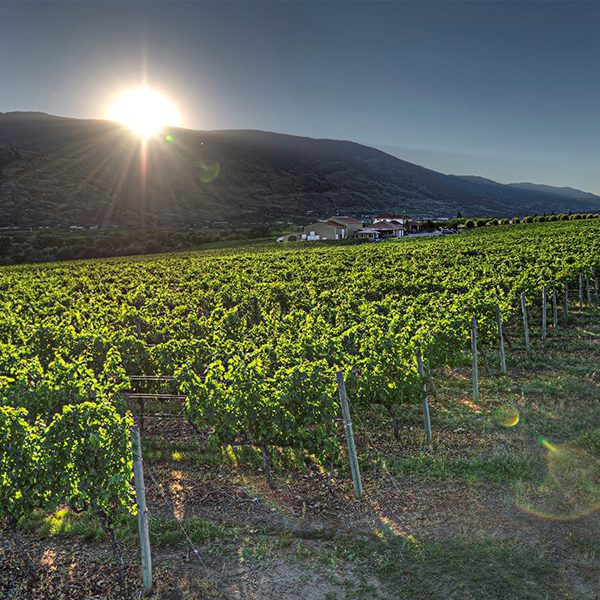 Desert Hills Winery
