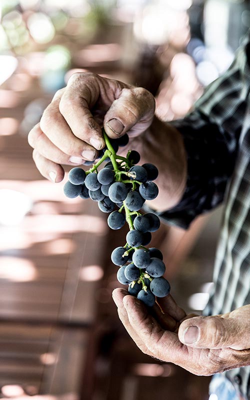 Oliver Osoyoos Wine Country Farmer